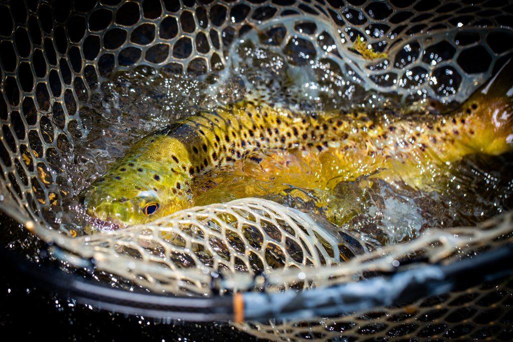 A beautiful brown trout likes quiet in the net before being released, Our Autumn Escape is a great way to pack in one more amazing trip for the season.