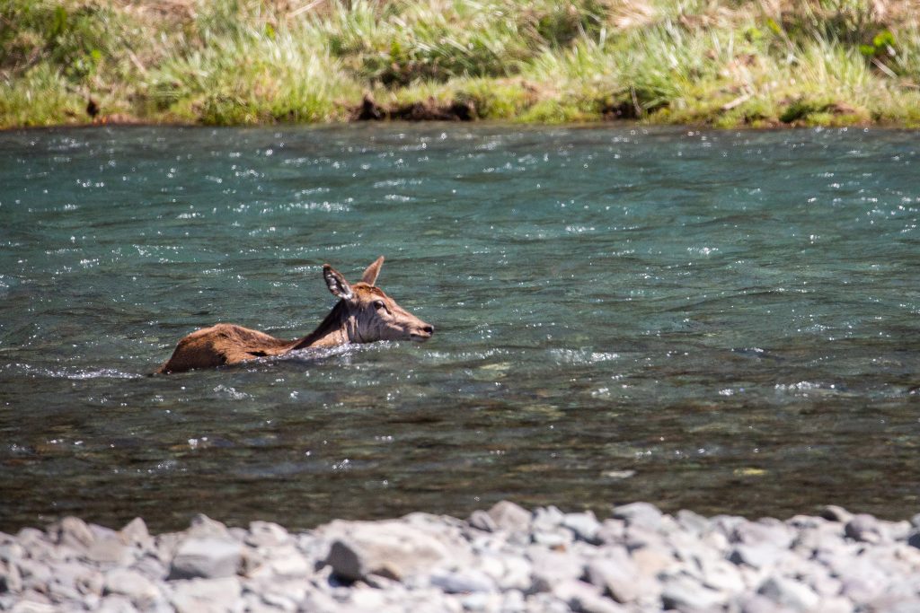 Deer crossing the Eglington River: New Zealand Season Review