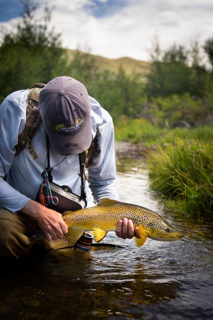 New Zealand Season Review - Small stream brown.